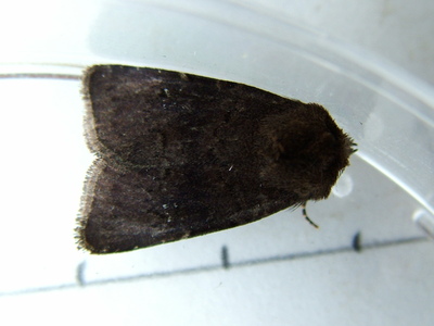 Brown Rustic